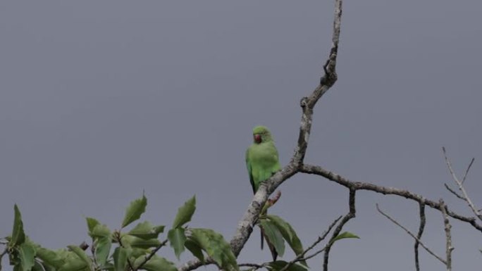 玫瑰环鹦鹉，斯里兰卡