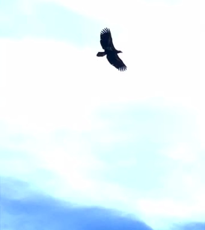 鹰在天空中翱翔老鹰在天空中翱翔