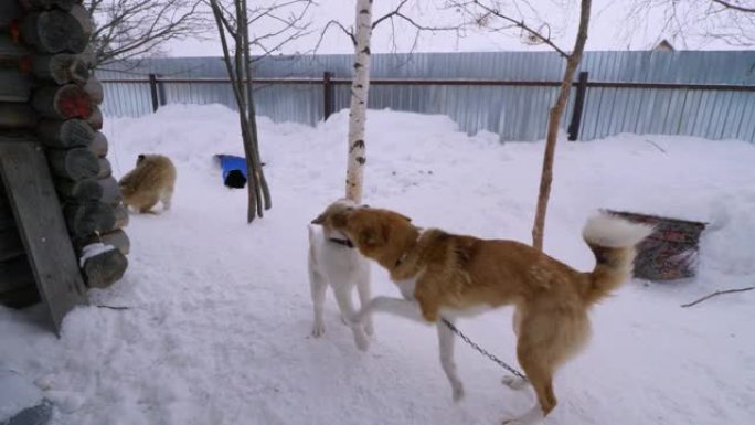 西西伯利亚，汉特-曼西自治Okrug: Russkinskaya村。汉特人驯鹿牧民家的院子里的狗。