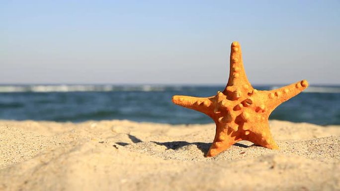 海滩背景上的海星