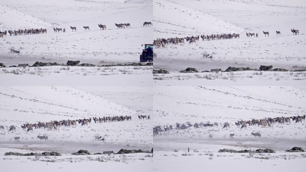 怀俄明州挨饿的麋鹿群聚集在人们喂干草时