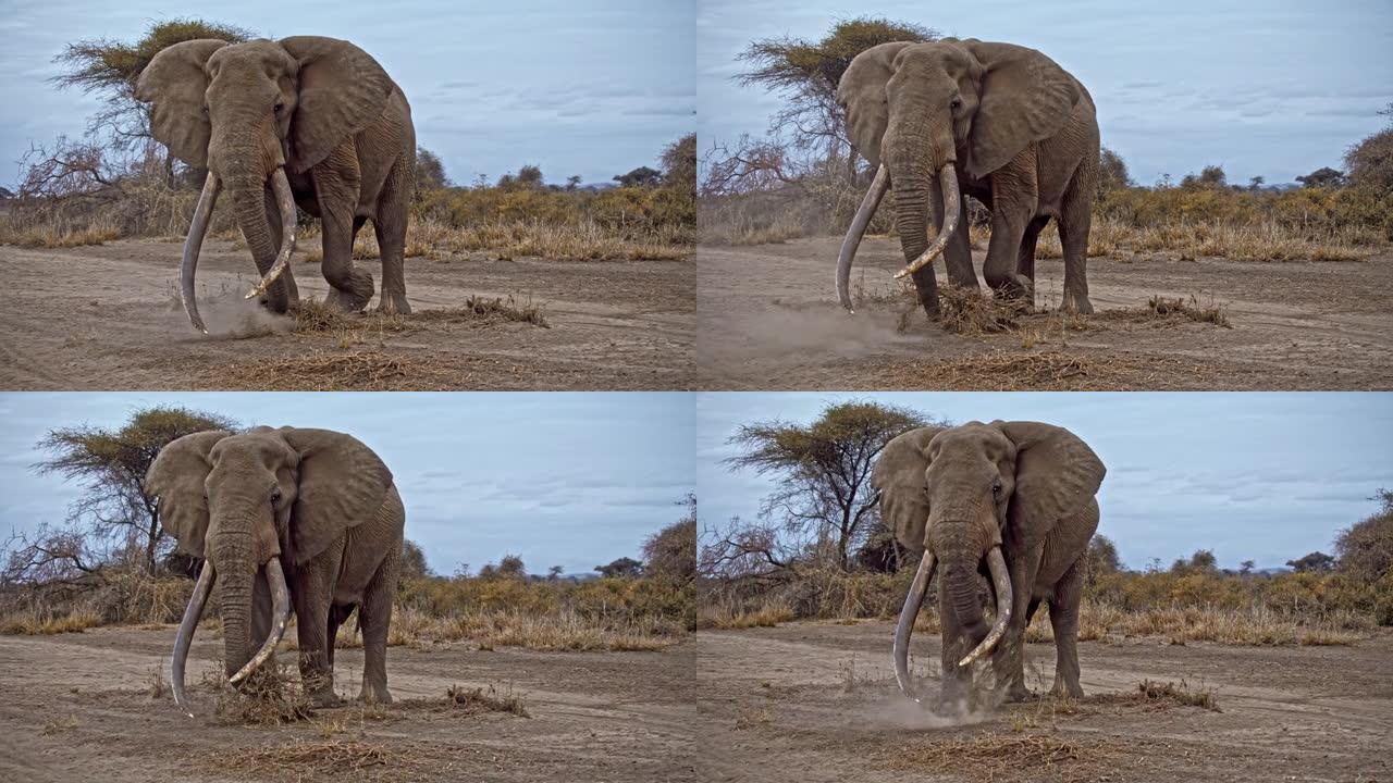 肯尼亚安博塞利国家公园，大象站在草原上高高扬起尘土，吓scar掠食者