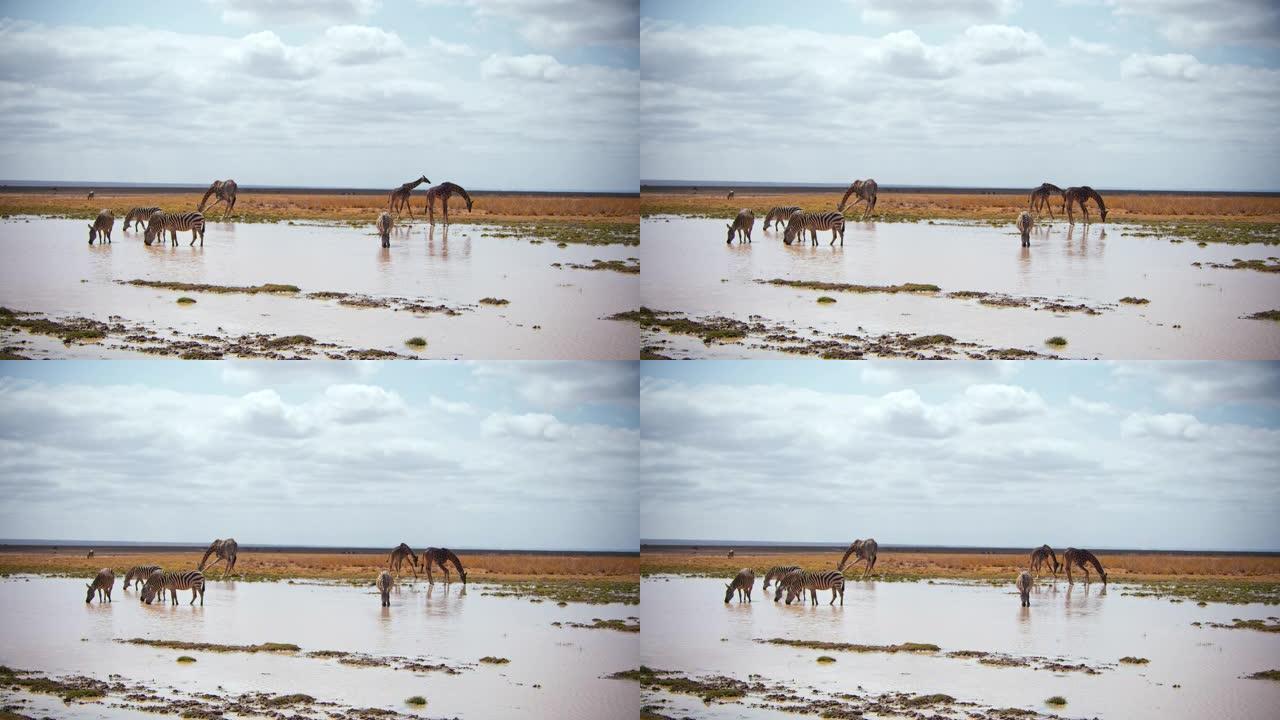 慢动作斑马群站在水坑里，一群长颈鹿站在背景中，所有人都低着头喝水，肯尼亚安博塞利国家公园