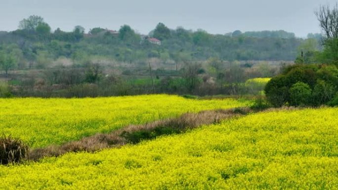 田间盛开的油菜花油菜花稻田风光美丽乡村