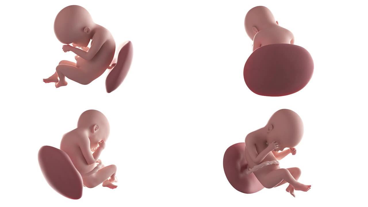 胎儿动画-第24周