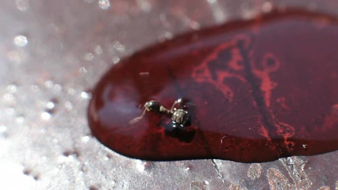 蚂蚁被困在柠檬水中