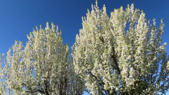 美丽的白花-在阳光明媚的早春那天，摇曳的苹果树