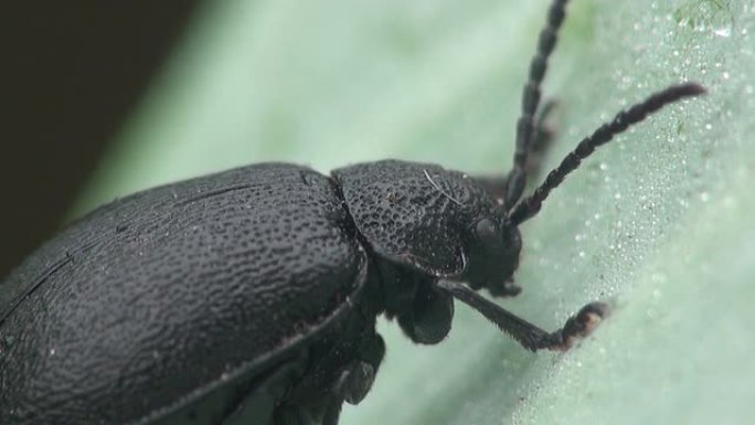 黑色甲虫宏观