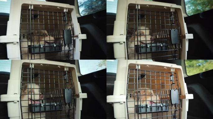 一辆越野车后备箱里有小狗的笼子。宠物的运输和运送