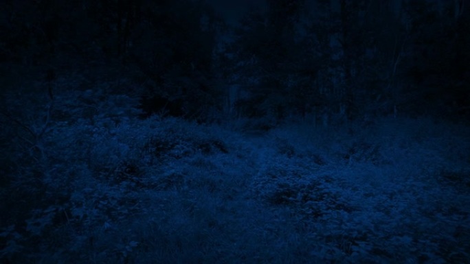 POV在月光下的林地小径上行走