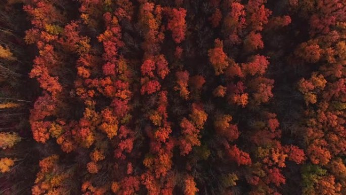 秋季自然无人机拍摄森林保护树