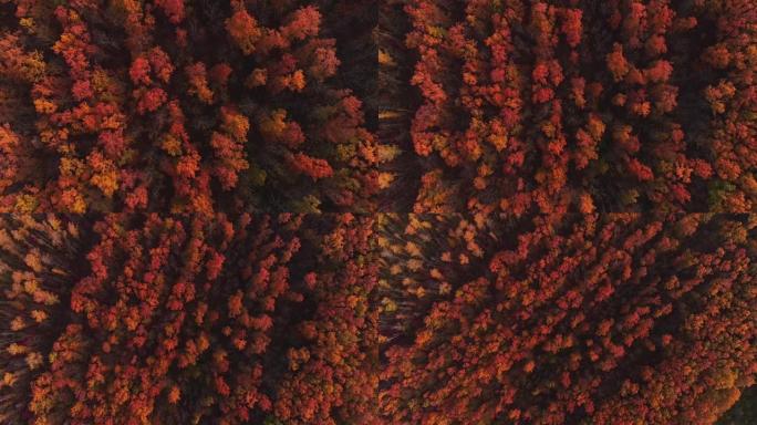 秋季自然无人机拍摄森林保护树