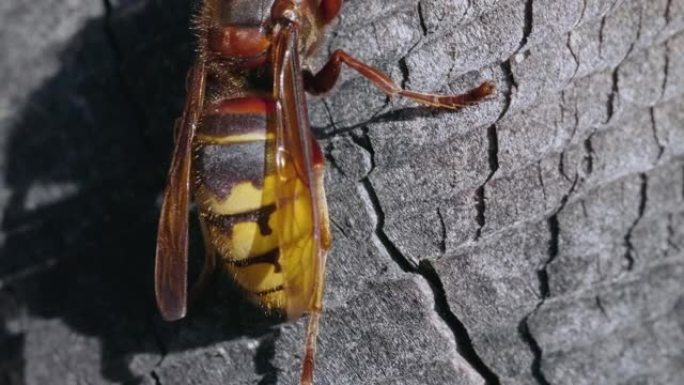 在花园的木巢上拍摄欧洲大黄蜂 (Vespa Crabro) 的宏观照片