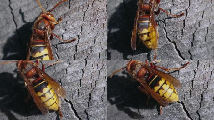 在花园的木巢上拍摄欧洲大黄蜂 (Vespa Crabro) 的宏观照片