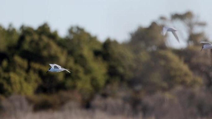 弗吉尼亚州阿萨蒂格岛-钦科蒂格的普通燕鸥