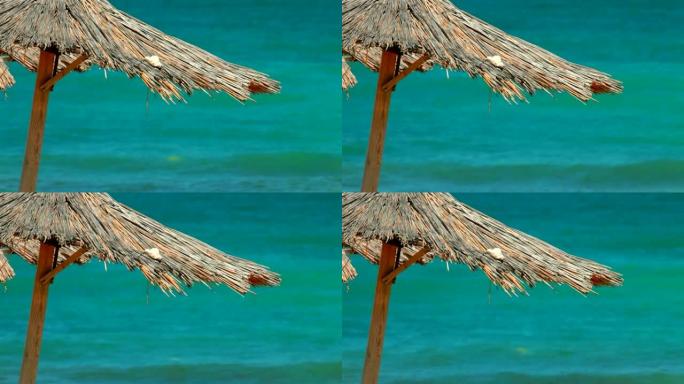 空海滩上的木伞