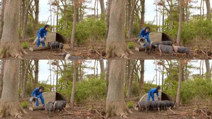 饲养自由放养的马鞍背猪为他们的福利和当地农产品
