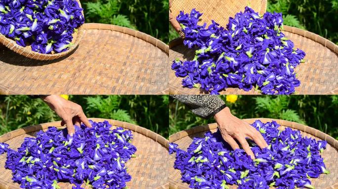 豌豆蓝花正在干燥
