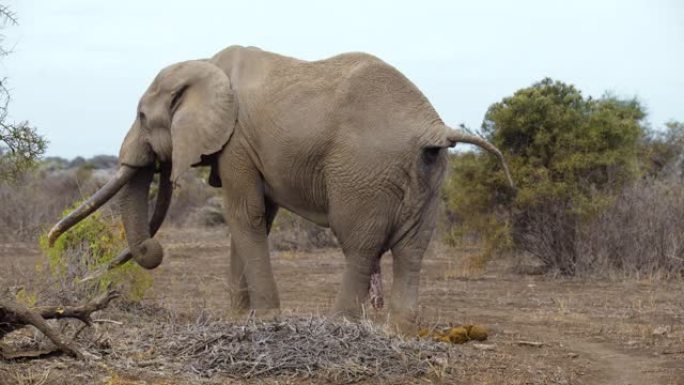 肯尼亚安博塞利国家公园，大象在其自然栖息地中站在大草原中间，倒空了他的肠子