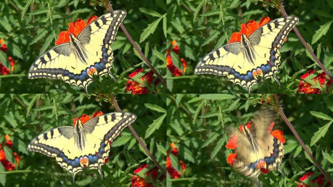 特写-秋花上的一只美丽的蝴蝶