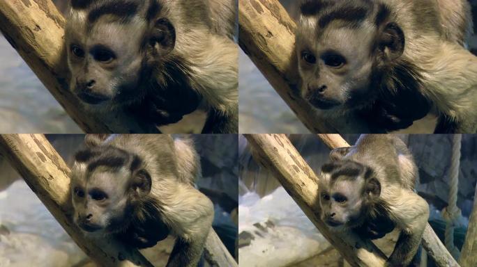 哺乳动物-棕色卷尾猴