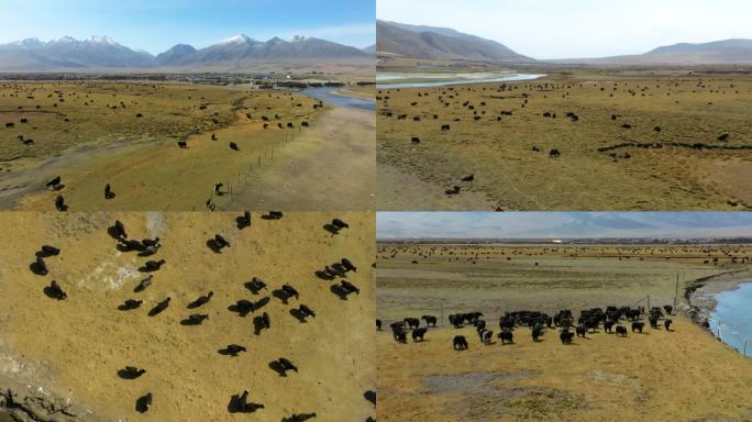【4K】航拍西藏牦牛牧场