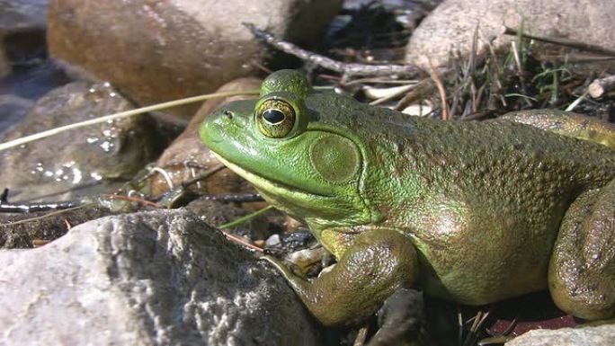 水头的大绿色青蛙。