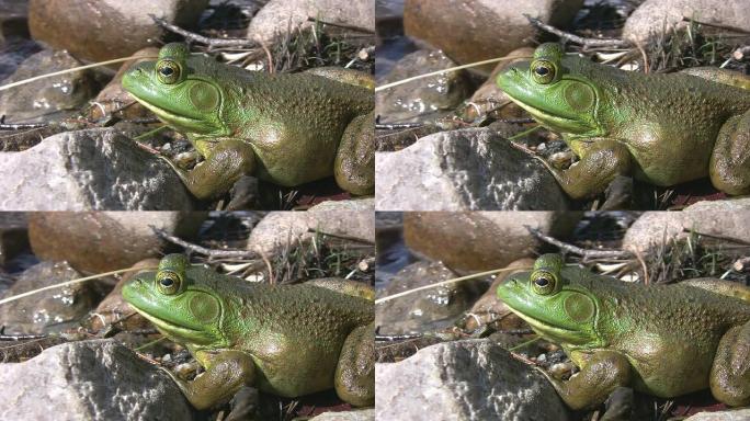 水头的大绿色青蛙。