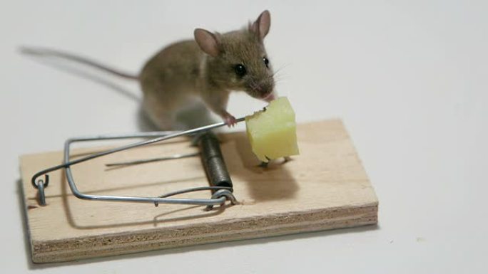 饥饿的老鼠在捕鼠器中吃奶酪