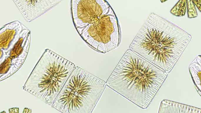 硅藻，显微镜下的藻类，浮游植物，化石，二氧化硅，金黄色藻类