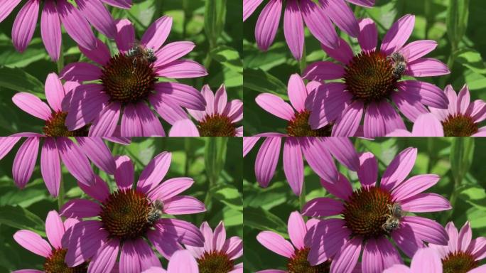 蜜蜂为紫锥菊花授粉。