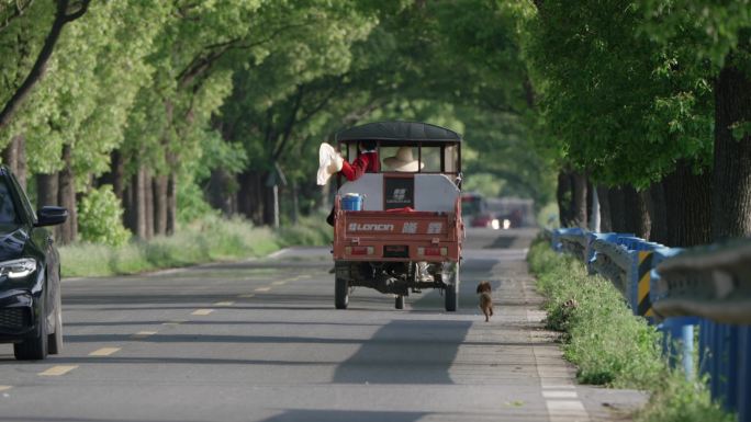 泰迪小狗奔跑在乡村公路追着三轮车