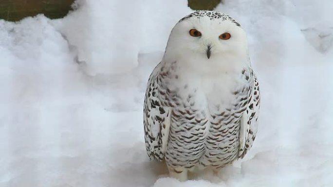 雪鸮