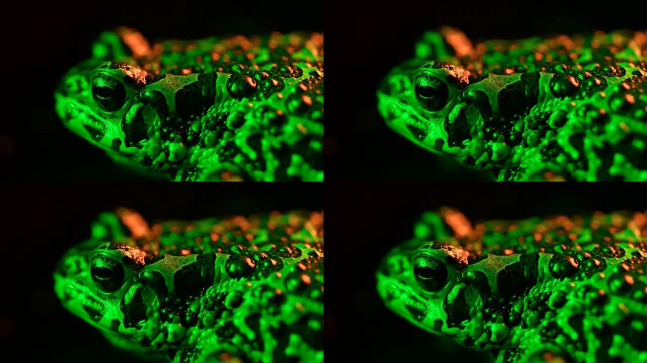 酸性绿色的蟾蜍特写，霓虹灯下的夜晚拍摄。青蛙呼吸着，看着相机。惊人的两栖动物眨眼，搅动鼻孔，宏观。黑
