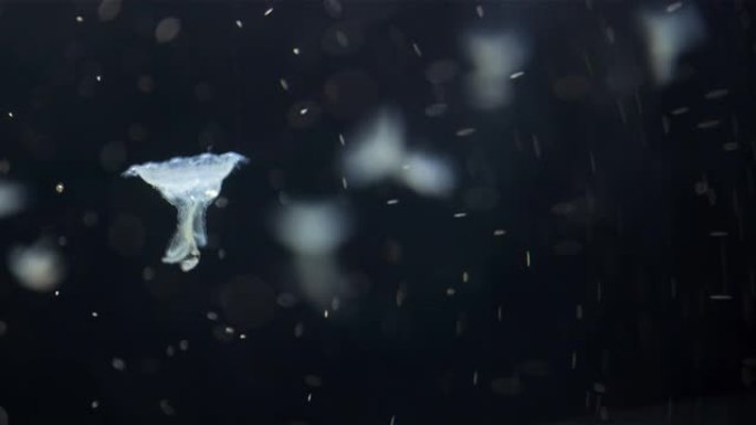 水母夜灯游泳海底微生物游走自由