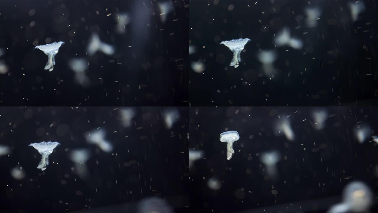 水母夜灯游泳海底微生物游走自由
