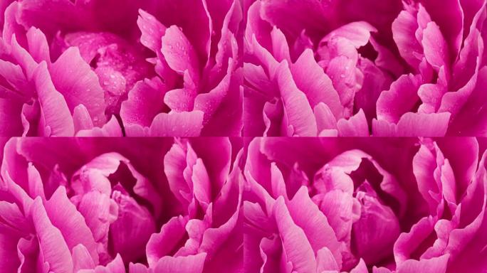 盛开的粉红色牡丹花的4k时间流逝特写
