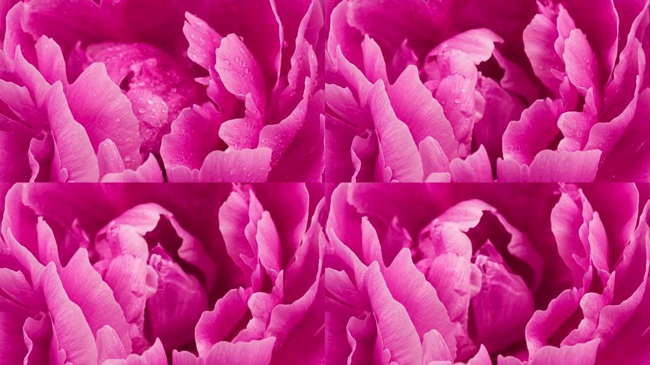盛开的粉红色牡丹花的4k时间流逝特写