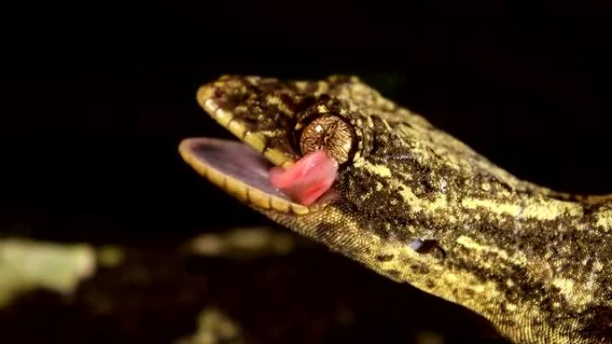 芜菁尾壁虎 (Thecadactylus soimoensis)