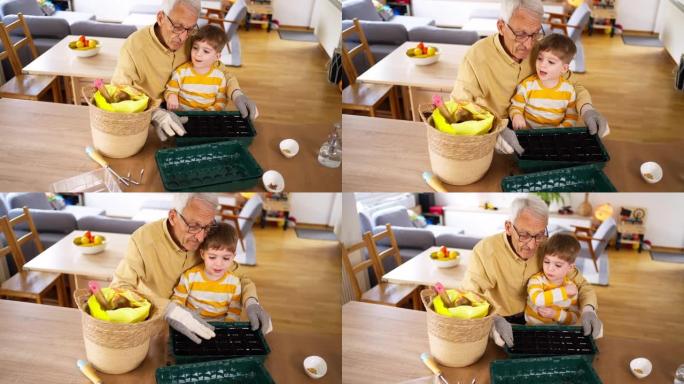 孙子和祖父用堆肥将蔬菜种子种植到小锅中