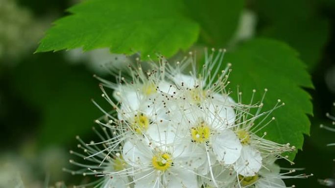 风吹花