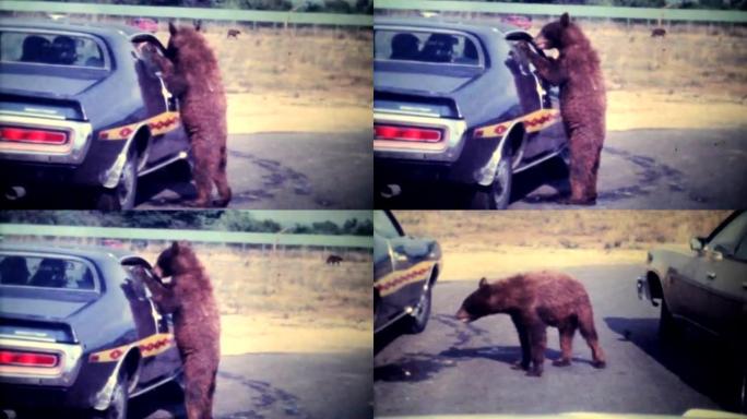 熊幼崽在车窗外吃东西-1979复古8毫米电影
