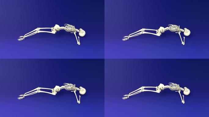 人体骨骼的瑜伽朝上姿势