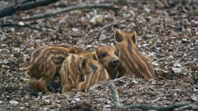欧洲野猪宝宝一起睡在森林里