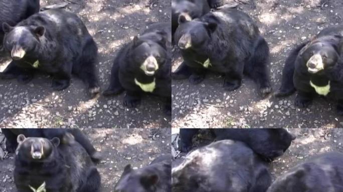 黑熊被喂食