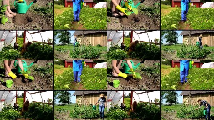 农村农场的生态园艺。视频剪辑拼贴。