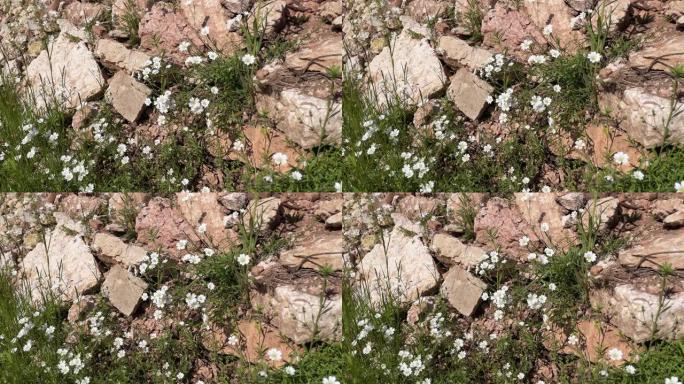 特定的白色野花虎耳草hypnoides在海岸线上随风移动的镜头