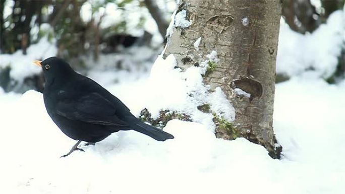 黑鸟在雪地里大便