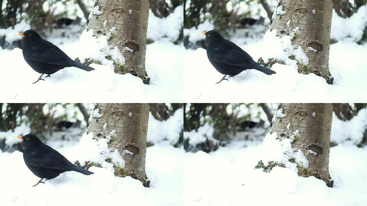 黑鸟在雪地里大便