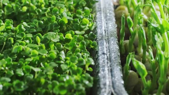 浇水芝麻菜微绿，甜豌豆微绿，窗台上塑料容器中生长的新鲜幼苗，特写视频剪辑，4k镜头